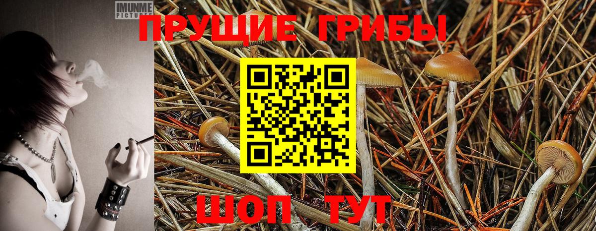 Видное  Галлюциногенные грибы MAGIC MUSHROOMS  Вход с VPN  Галлюциногенные грибы прущие грибы 